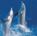 Delfíínci
